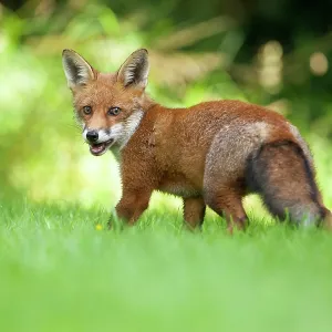 80201411 Fox - adult Powys, Wales, UK Vulpes vulpes 80201411 Fox - adult Powys, Wales, UK Vulpes vulpes