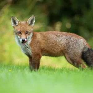 80201412 Fox - adult licking it's mouth Powys, Wales 80201412 Fox - adult licking it's mouth Powys, Wales