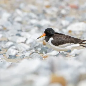 80201413 Oystercatcher - juvenile standing on beach 80201413 Oystercatcher - juvenile standing on beach