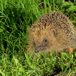 80201415 Hedgehog - adult on grass Powys, Wales 80201415 Hedgehog - adult on grass Powys, Wales