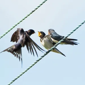 80201419 Swallow - adult feeding young on telephone 80201419 Swallow - adult feeding young on telephone