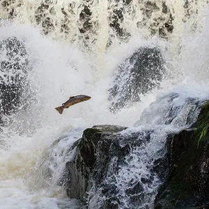 80201420 Salmon - leaping at waterfall Dolanog 80201420 Salmon - leaping at waterfall Dolanog