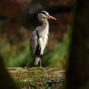 80201423 Grey Heron - adult on large rock viewed 80201423 Grey Heron - adult on large rock viewed
