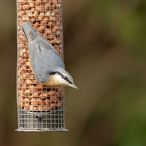 80201424 Nuthatch - adult on nut feeder in winter 80201424 Nuthatch - adult on nut feeder in winter