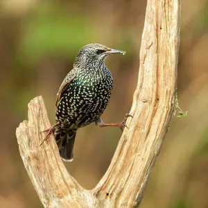 80201425 Starling - adult on dead wood in winter 80201425 Starling - adult on dead wood in winter