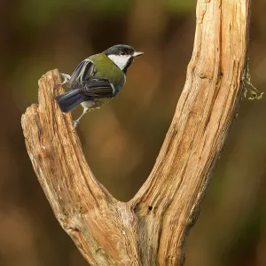 80201426 Great Tit - adult on dead wood perch in 80201426 Great Tit - adult on dead wood perch in