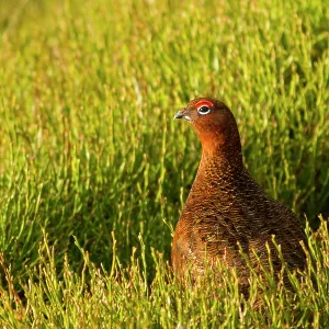 80201427 Red Grouse - adult standing in heather 80201427 Red Grouse - adult standing in heather