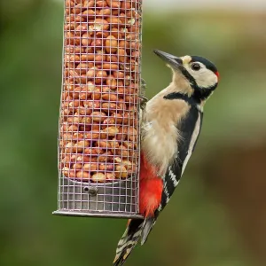 80201428 Great Spotted Woodpecker - adult male feeding 80201428 Great Spotted Woodpecker - adult male feeding