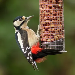 80201429 Great Spotted Woodpecker - adult male feeding 80201429 Great Spotted Woodpecker - adult male feeding