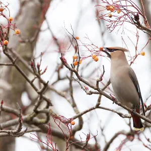 80201431 Waxwing - adult eating berries in tree 80201431 Waxwing - adult eating berries in tree