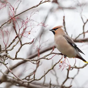 80201432 Waxwing - adult in tree in winter Powys 80201432 Waxwing - adult in tree in winter Powys