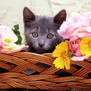 80202471 Cat - kitten in basket with flowers Frederic 80202471 Cat - kitten in basket with flowers Frederic