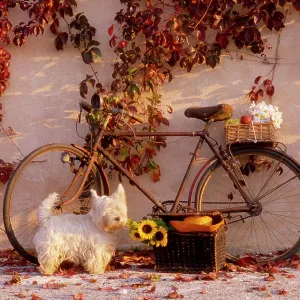80202474 Bicycle - with flowers and fruit leaning 80202474 Bicycle - with flowers and fruit leaning