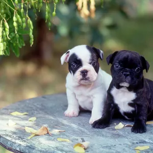 80202475 Dog - Boxer puppies sitting on table in 80202475 Dog - Boxer puppies sitting on table in