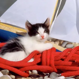 80202476 Cat - on beach with toy yacht Frederic 80202476 Cat - on beach with toy yacht Frederic