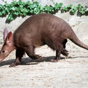 AARDVARK - young walking AARDVARK - young walking