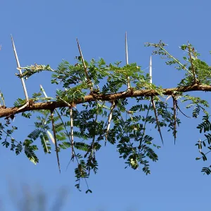 Acacia Bush - showing large thorns on branch Acacia Bush - showing large thorns on branch