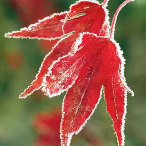 ACER / Maple - frosty leaf close-up ACER / Maple - frosty leaf close-up