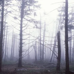 ACID RAIN - dying Spruce Trees ACID RAIN - dying Spruce Trees