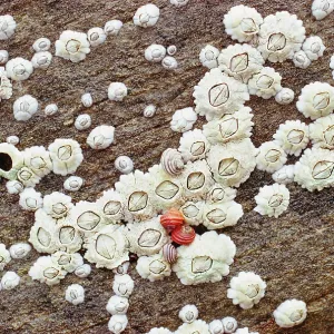 Acorn BARNACLES Acorn BARNACLES