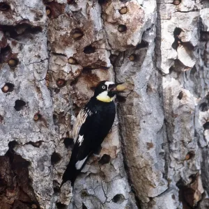 ACORN WOODPECKER - with nut in beak ACORN WOODPECKER - with nut in beak
