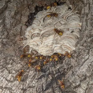 Activity around the nest of European hornet, Ves Activity around the nest of European hornet, Ves