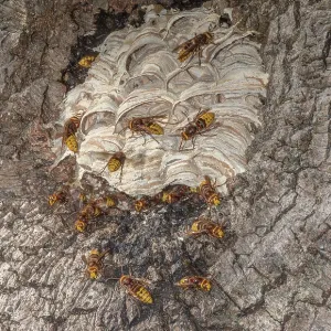 Activity around the nest of European hornet, Ves Activity around the nest of European hornet, Ves