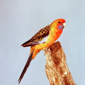 ADELAIDE ROSELLA ADELAIDE ROSELLA