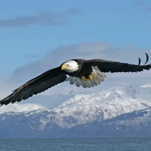 Adult Bald Eagle in flight Adult Bald Eagle in flight
