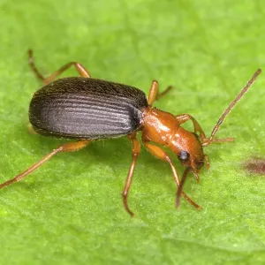 Adult Bombadier Beetle