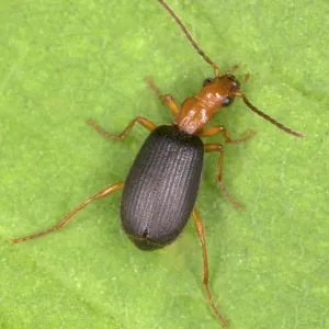 Adult Bombardier Beetle