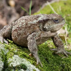 Adult female of the Common Toad (Bufo bufo) walking on rock covered with moss, Tuscany, Italy Adult female of the Common Toad (Bufo bufo) walking on rock covered with moss, Tuscany, Italy