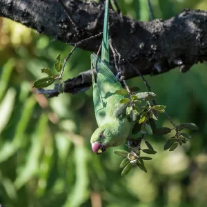 Adult female of rose-ringed parakeet (Psittacula krameri) eating acorn from Quercus sp. tree, Liguria, Italy Adult female of rose-ringed parakeet (Psittacula krameri) eating acorn from Quercus sp. tree, Liguria, Italy