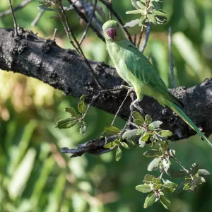 Adult female of rose-ringed parakeet (Psittacula krameri) resting on branch of Quercus sp. tree, Liguria, Italy Adult female of rose-ringed parakeet (Psittacula krameri) resting on branch of Quercus sp. tree, Liguria, Italy