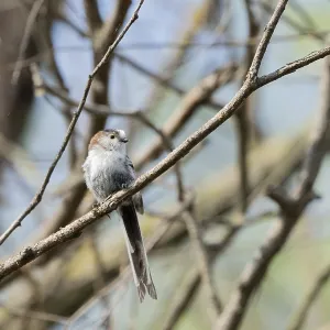 Aegithalos caudatus, Tulcea, Romania Aegithalos caudatus, Tulcea, Romania