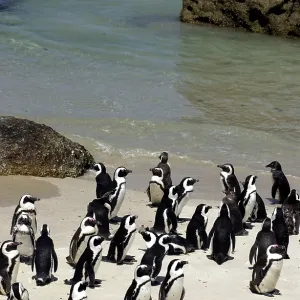 African / Black-footed / Jackass Penguin - on the beach African / Black-footed / Jackass Penguin - on the beach