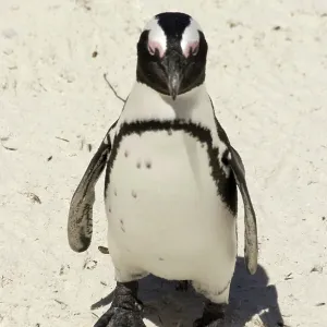 African / Black-footed / Jackass Penguin - on the beach African / Black-footed / Jackass Penguin - on the beach