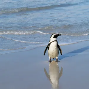 African / Black-footed / Jackass Penguin - on beach African / Black-footed / Jackass Penguin - on beach