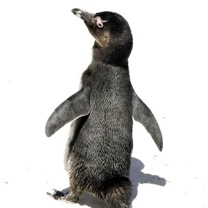 African / Black-footed / Jackass Penguin - at the cape African / Black-footed / Jackass Penguin - at the cape