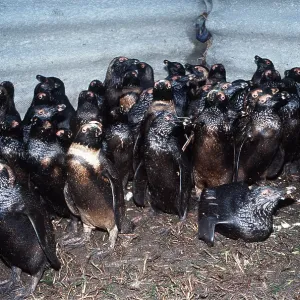African / Black-footed / Jackass Penguin - coverd in oil African / Black-footed / Jackass Penguin - coverd in oil
