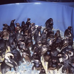African / Black-footed / Jackass Penguin - covered in oil African / Black-footed / Jackass Penguin - covered in oil