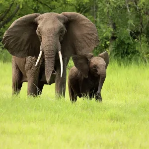 African Bush Elephant - female with young calf African Bush Elephant - female with young calf