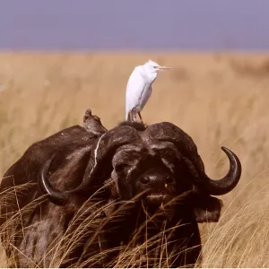 African / Cape BUFFALO - with Cattle Egret and Yellow-billed