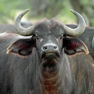 African / Cape Buffalo - female Mugie Ranch, Laikipia African / Cape Buffalo - female Mugie Ranch, Laikipia