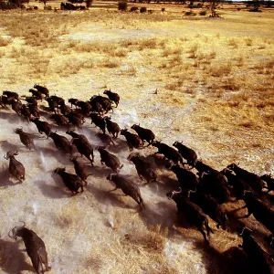 African / Cape BUFFALO - migrating stampede African / Cape BUFFALO - migrating stampede