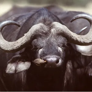 AFRICAN / CAPE BUFFALO - Oxpecker on nose AFRICAN / CAPE BUFFALO - Oxpecker on nose