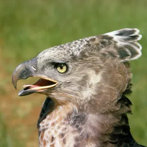 African Crowned Eagle / Crowned-hawk eagle African Crowned Eagle / Crowned-hawk eagle