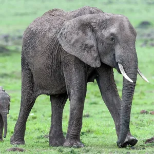 African Elephant adult female and calf walking