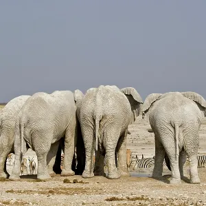 African Elephant - adults crowded around a water African Elephant - adults crowded around a water