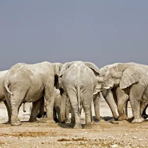 African Elephant - adults crowding around a water hole African Elephant - adults crowding around a water hole